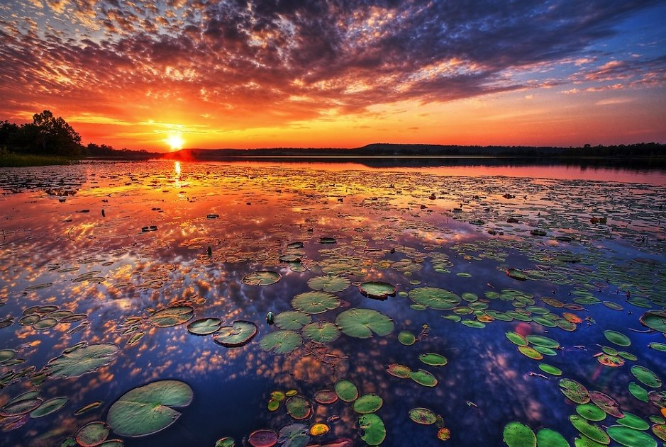 lily-pad-sunset